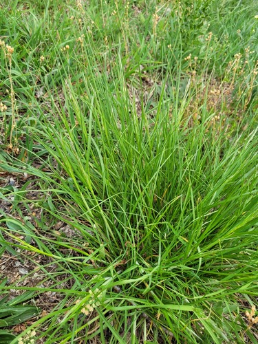 Bromus erectus (Upright brome) — photo