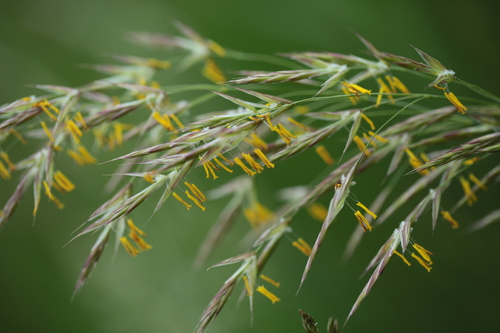 Bromus erectus (Upright brome) — photo