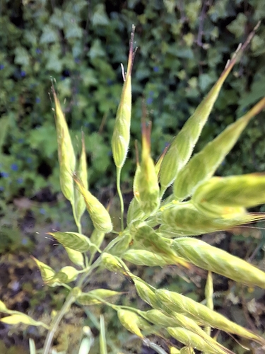 Bromus hordeaceus (Soft brome) — photo