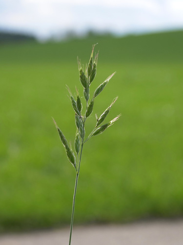 Bromus hordeaceus (Soft brome) — photo