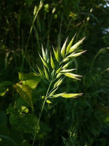 Bromus hordeaceus