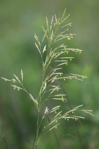 Bromus inermis (Smooth brome) — photo