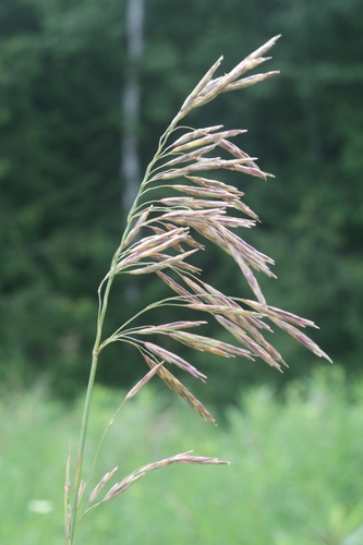 Bromus inermis (Smooth brome) — photo