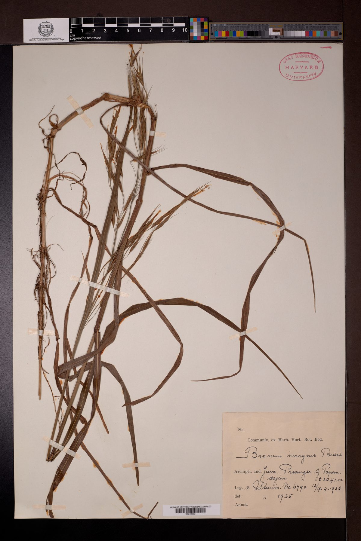 Bromus insignis