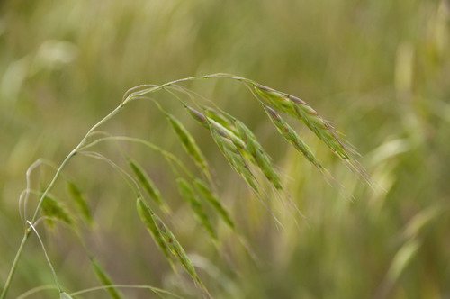 Bromus japonicus (Japanese Bromegrass) — photo