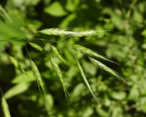 Bromus japonicus (Japanese Bromegrass) — photo