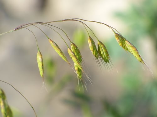 Bromus japonicus