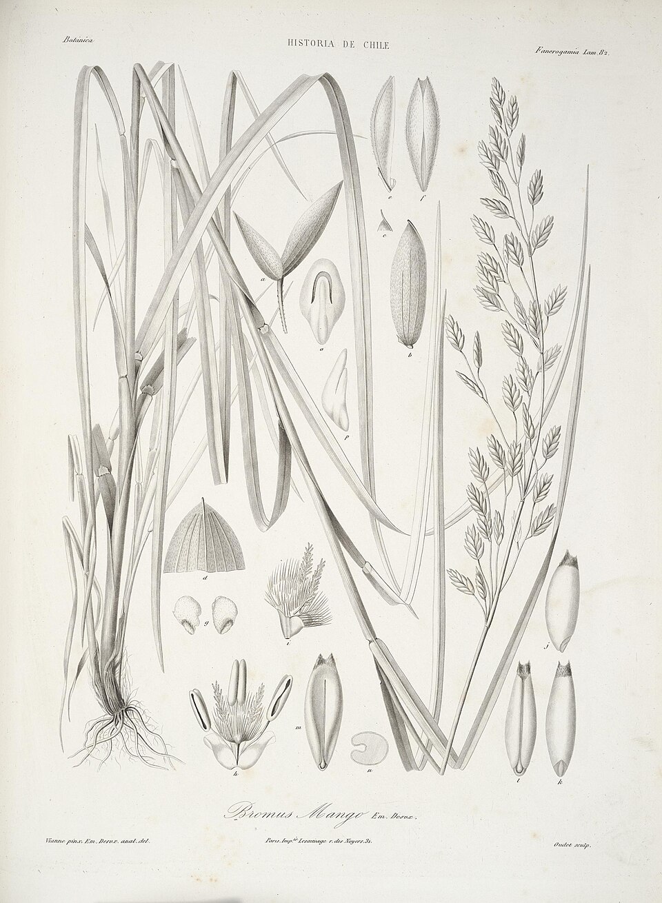 Bromus mango (Mango) — photo