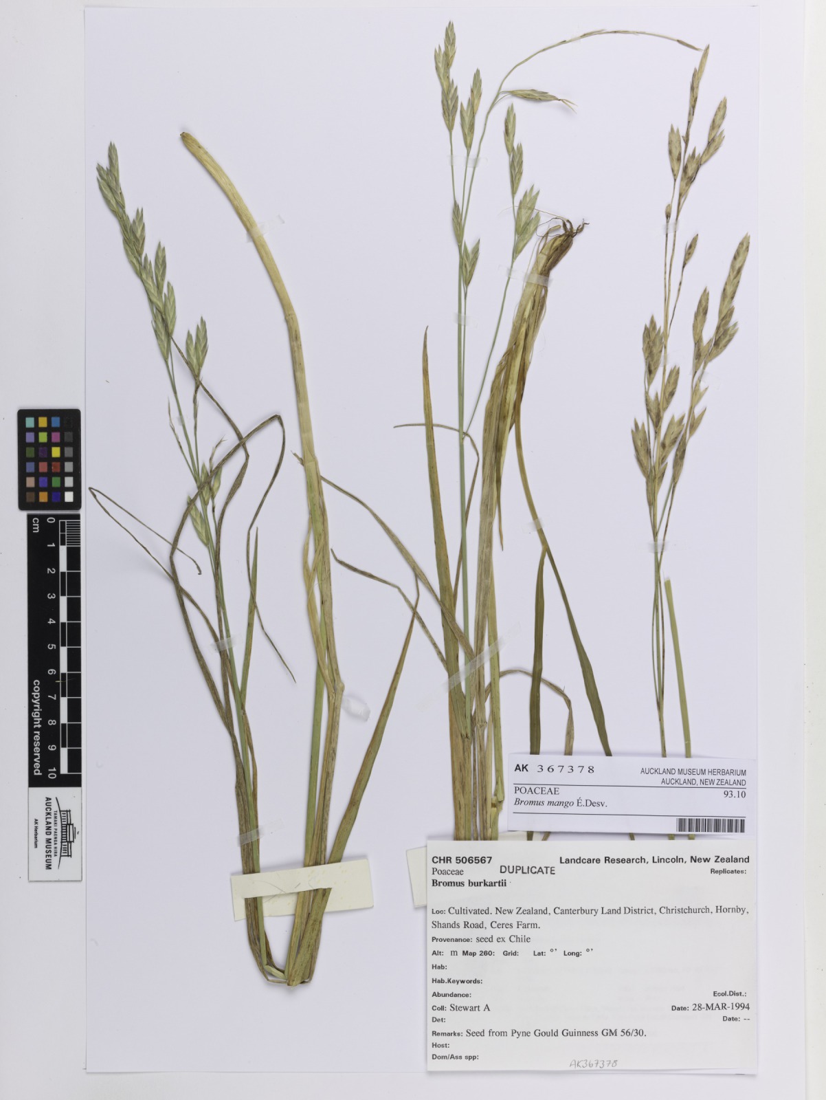 Bromus mango