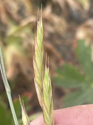 Bromus marginatus (Mountain brome) — photo