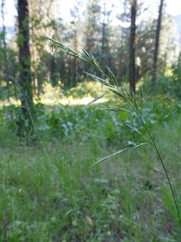 Bromus marginatus (Mountain brome) — photo