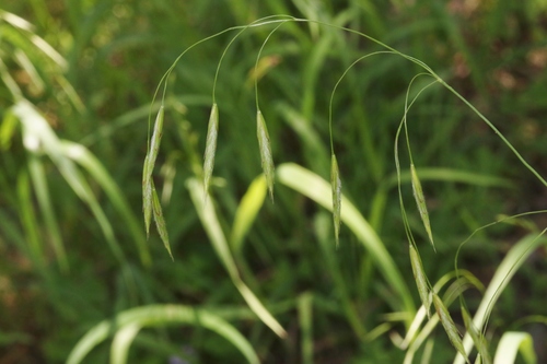 Bromus porteri (Porter brome) — photo