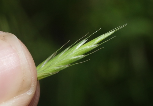 Bromus porteri (Porter brome) — photo