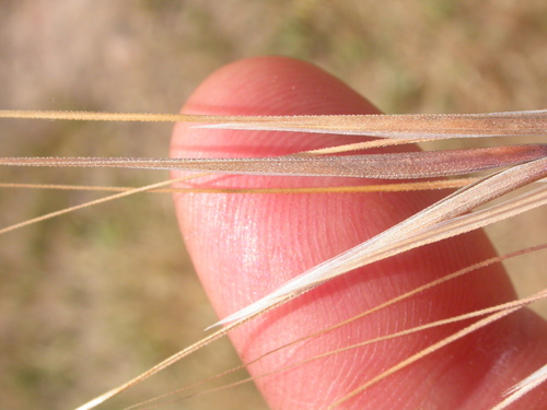 Bromus rigidus (Ripgut brome) — photo