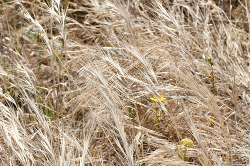 Bromus rigidus (Ripgut brome) — photo