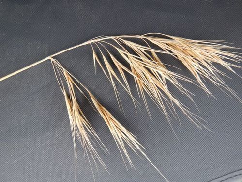 Bromus rigidus