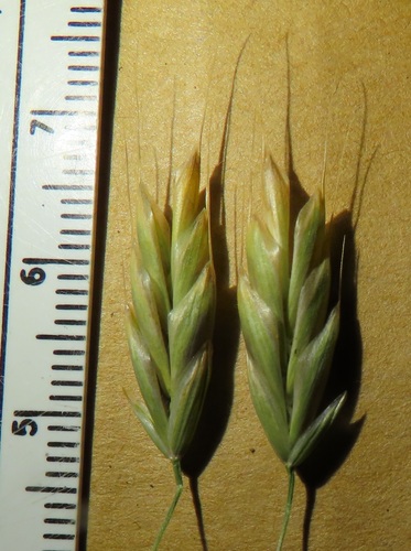 Bromus secalinus (Cheat) — photo