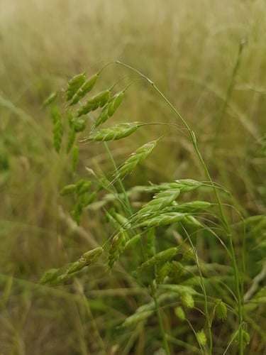 Bromus secalinus