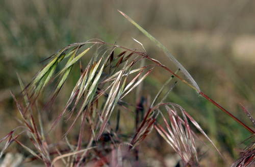 Bromus tectorum (Cheat grass) — photo