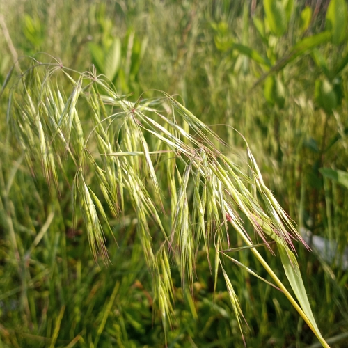 Bromus tectorum (Cheat grass) — photo