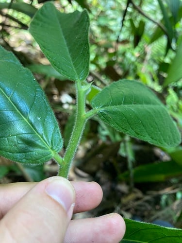 Brosimum acutifolium (Acuteleaf breadnuttree) — photo