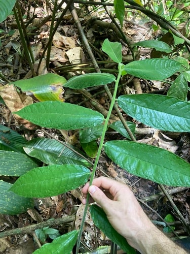 Brosimum acutifolium (Acuteleaf breadnuttree) — photo