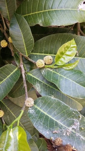 Brosimum alicastrum (Maya breadnut) — photo