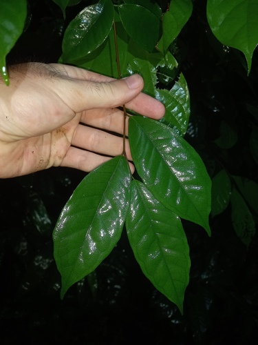 Brosimum guianense (Bere) — photo