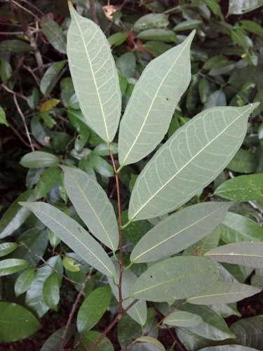 Brosimum guianense (Bere) — photo