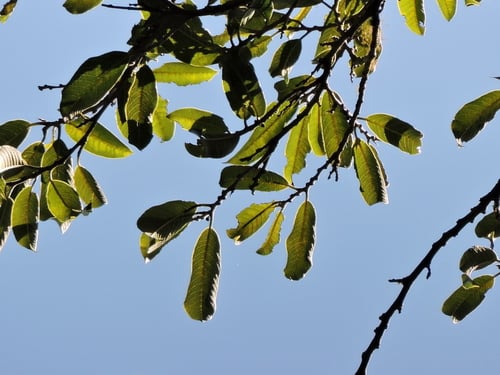 Brosimum lactescens (Milky breadnut tree) — photo