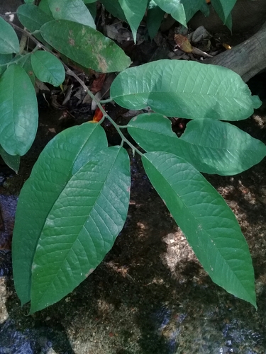 Brosimum lactescens