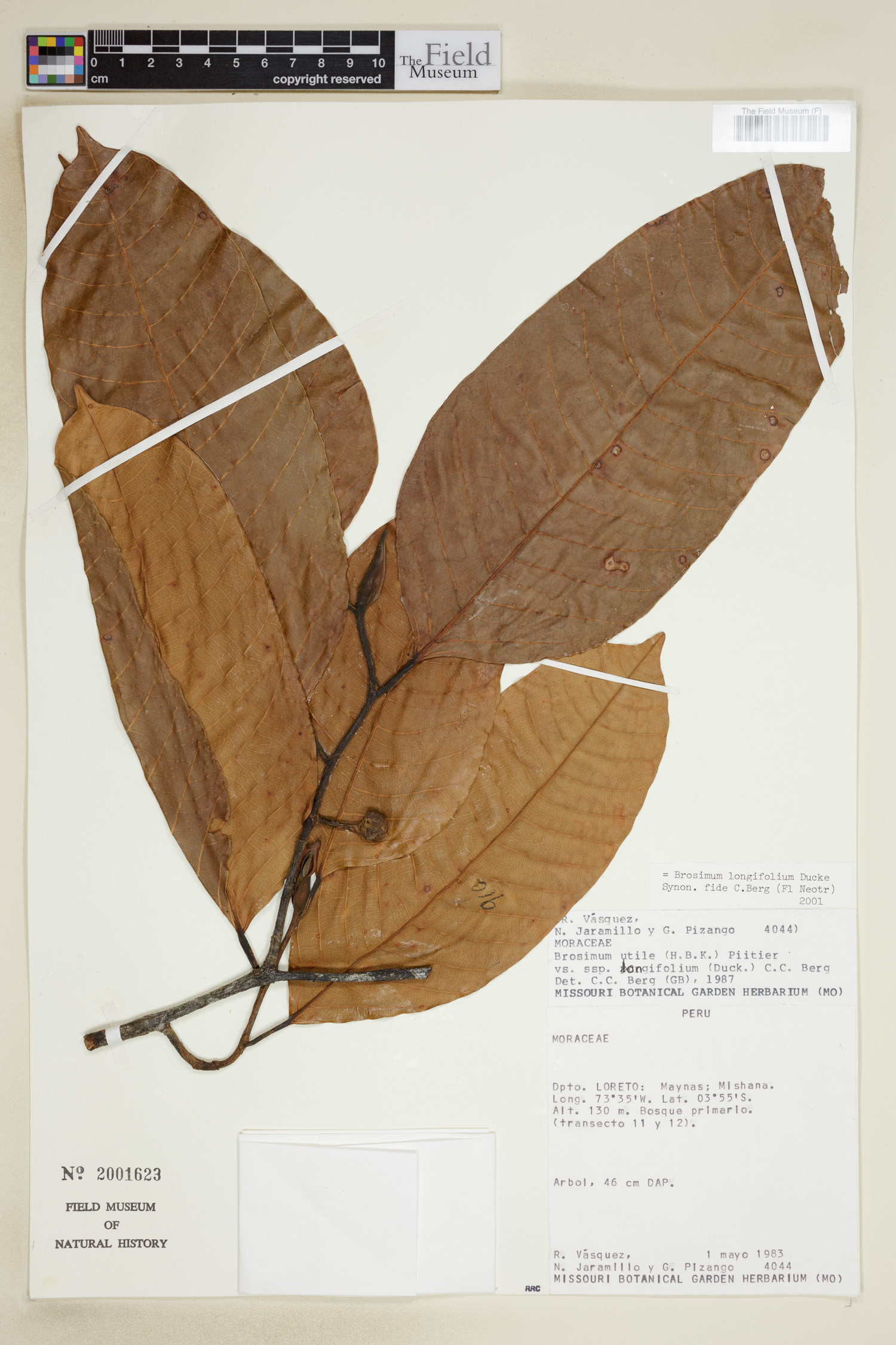 Brosimum longifolium — photo