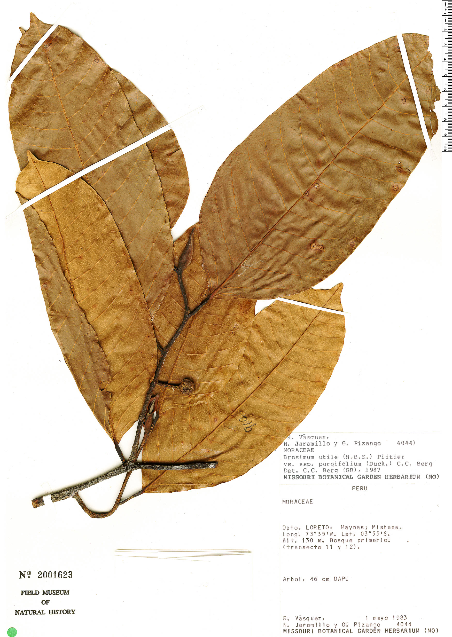 Brosimum longifolium
