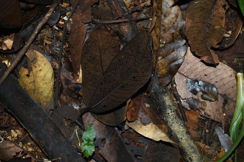 Brosimum parinarioides subsp. amplicoma — photo