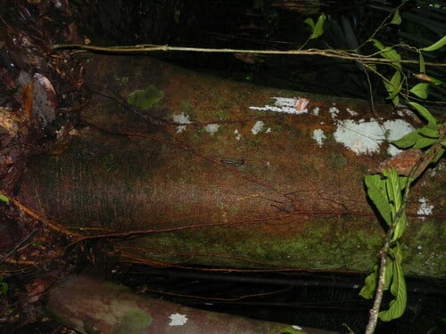 Brosimum parinarioides subsp. amplicoma