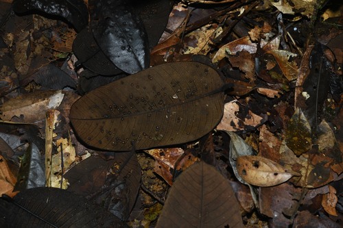 Brosimum parinarioides subsp. amplicoma — photo