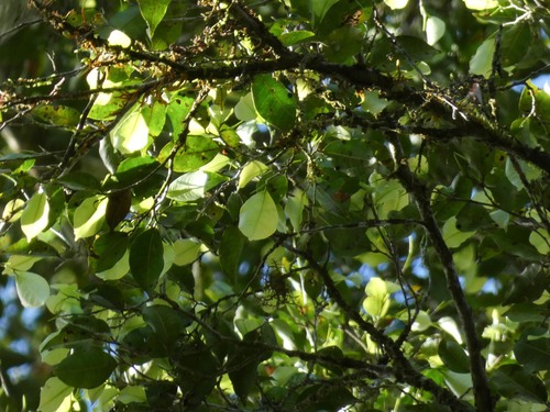 Brosimum rubescens (Para breadnut tree) — photo
