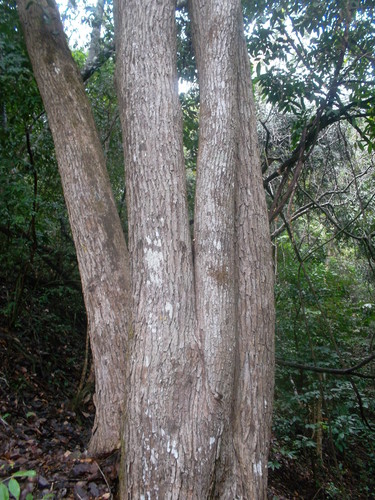 Brosimum rubescens
