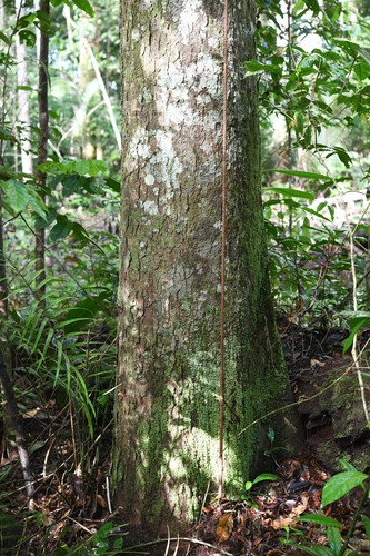 Brosimum rubescens (Para breadnut tree) — photo