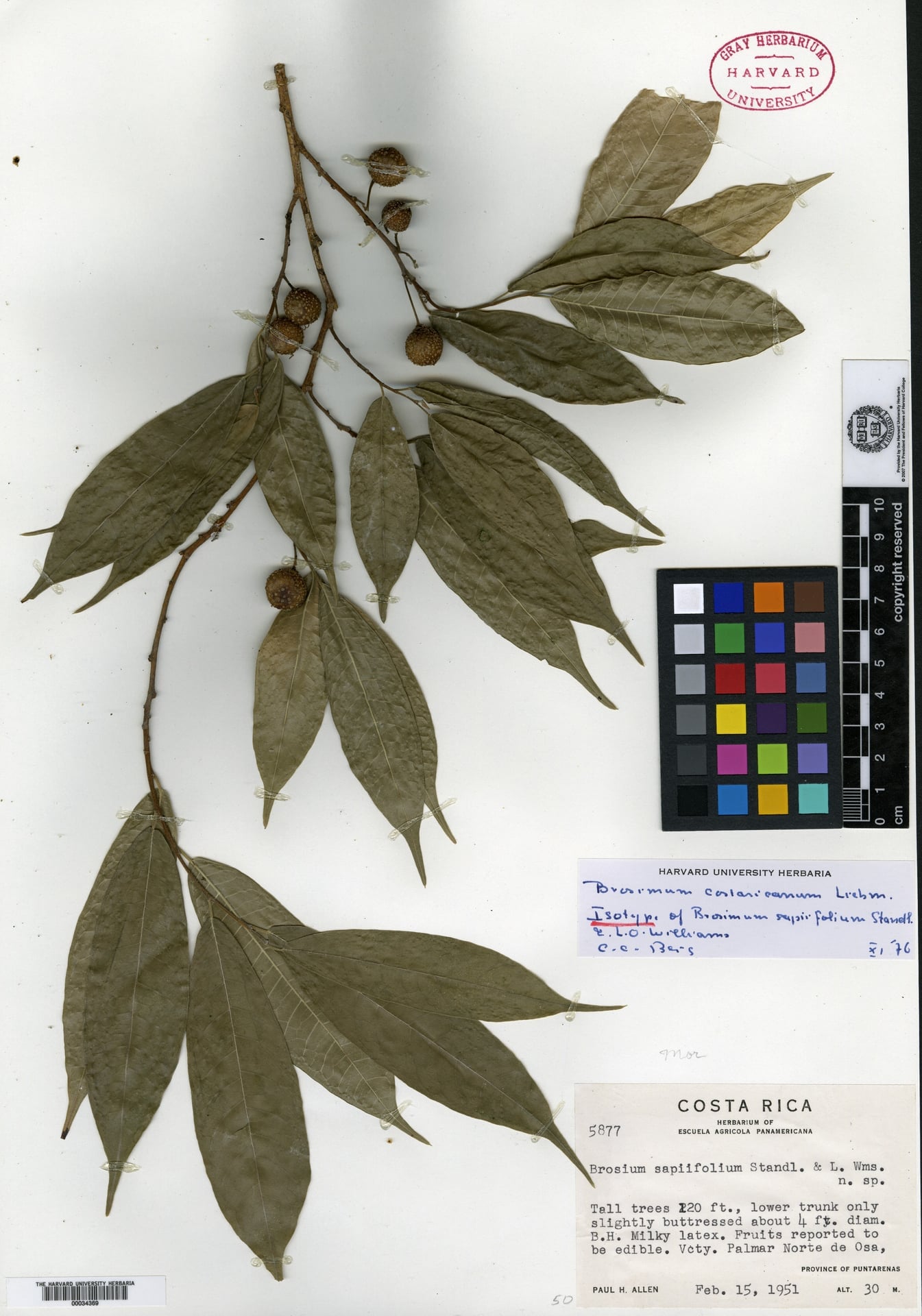 Brosimum sapiifolium — photo