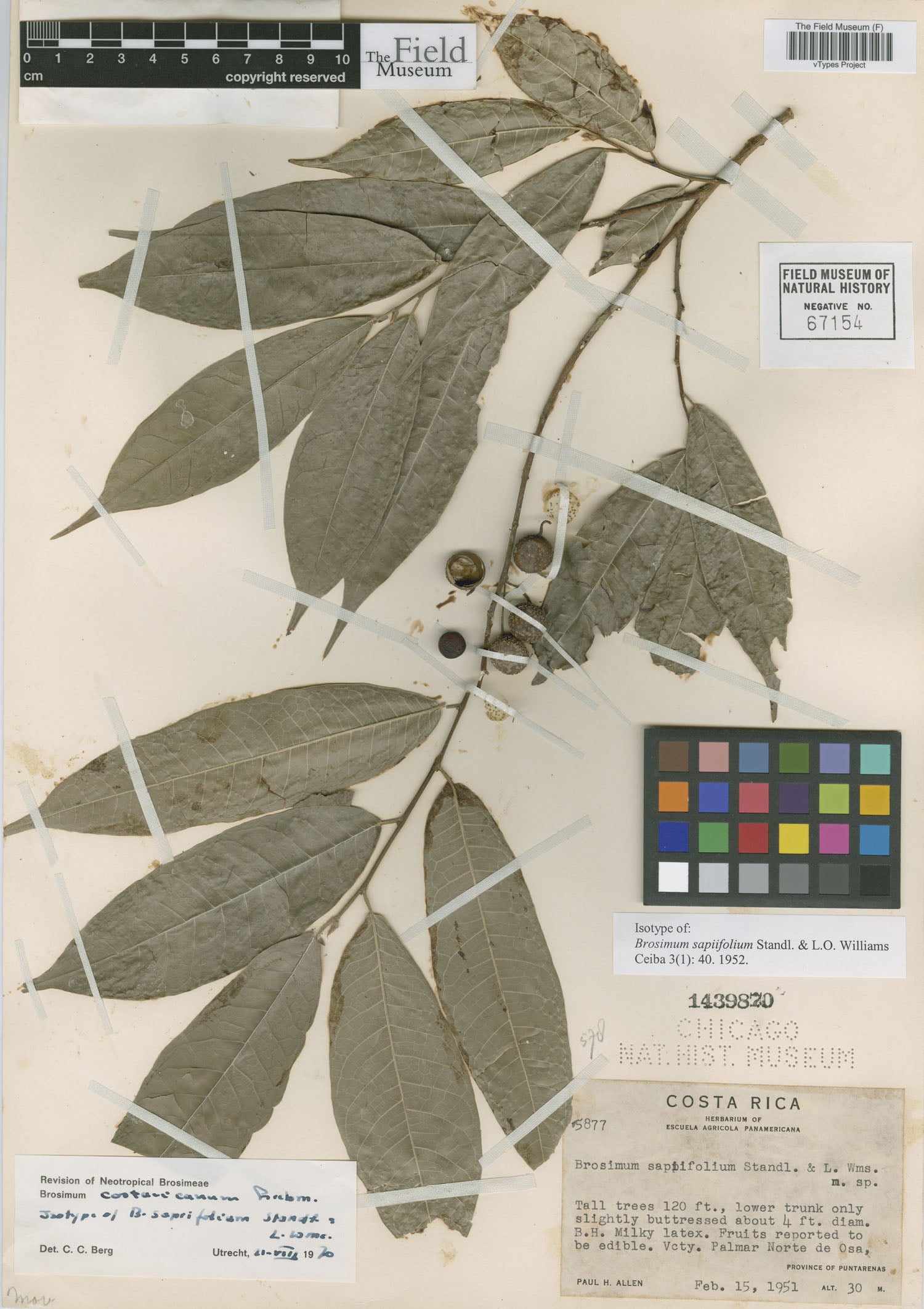 Brosimum sapiifolium