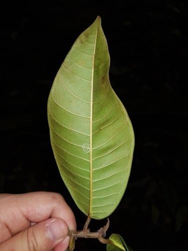 Brosimum utile (Cow tree) — photo