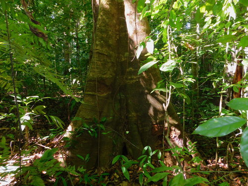 Brosimum utile (Cow tree) — photo
