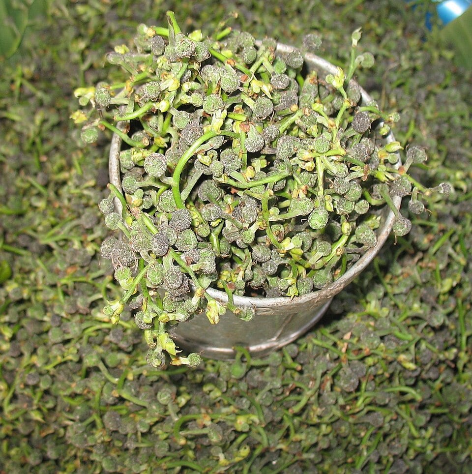Broussonetia kurzii