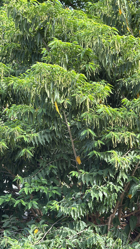Broussonetia luzonica