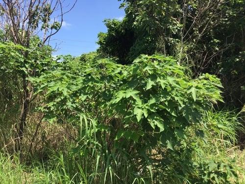 Broussonetia papyrifera (Paper mulberry) — photo