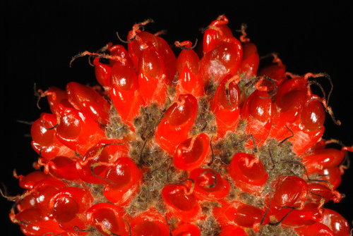 Broussonetia papyrifera (Paper mulberry) — photo