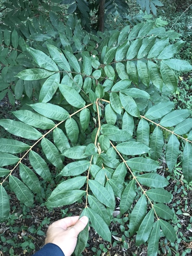 Brownea ariza (Ariza flamebean) — photo