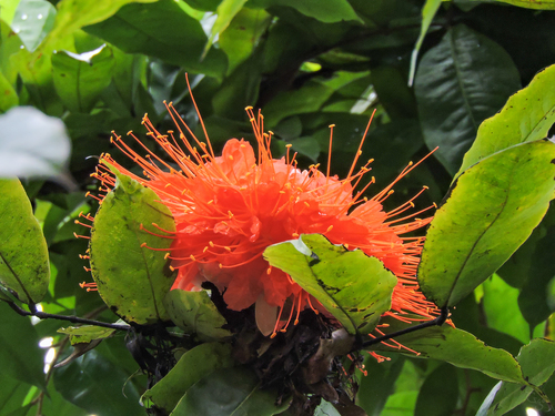 Brownea ariza (Ariza flamebean) — photo