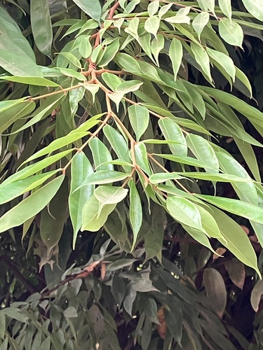 Brownea coccinea subsp. capitella (Rose of Venezuela) — photo